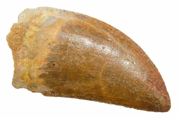 Serrated, Carcharodontosaurus Tooth - Real Dinosaur Tooth #351658